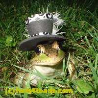 /home//u458753944/public_html/sourcegallery//////Frogs/More bullfrogs/P6180705.JPG